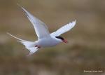 ArcticTern